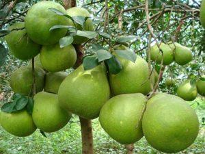 lợi ích của quả bưởi năm roi