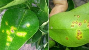 bệnh lá vàng bưởi năm roi