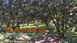 bưởi năm roi sỉ giá rẻ
